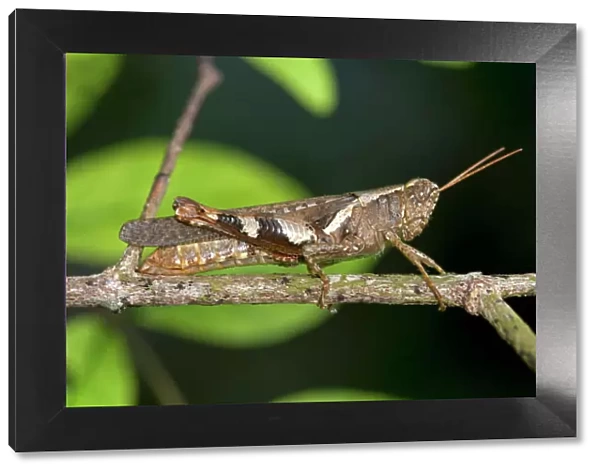 Locust or grasshopper -Xenocatantops humilis-, Thailand, Southeast Asia