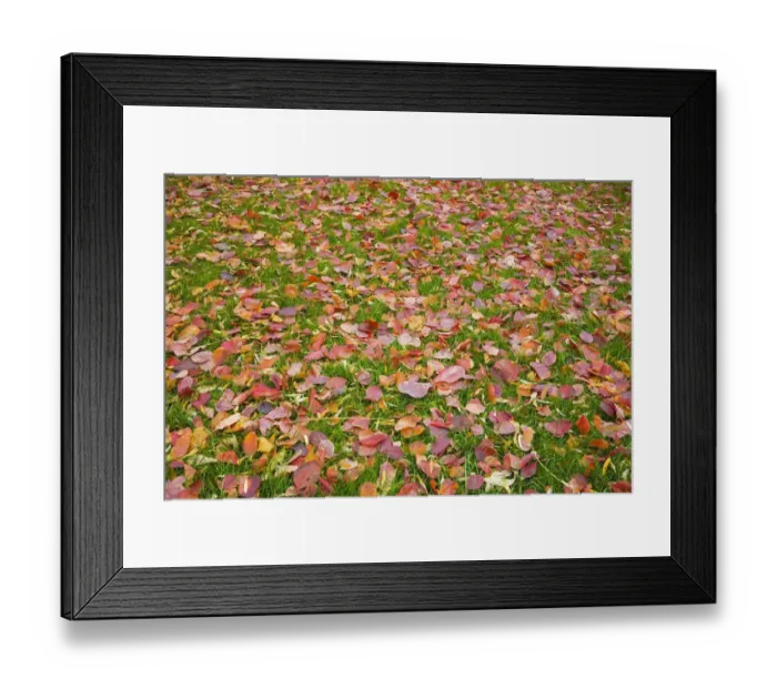 Framed Print : Fallen autumn leaves on a green grass lawn, Montreal, Quebec, Canada Framed Print : Fallen autumn leaves on a green grass lawn, Montreal, Quebec, Canada