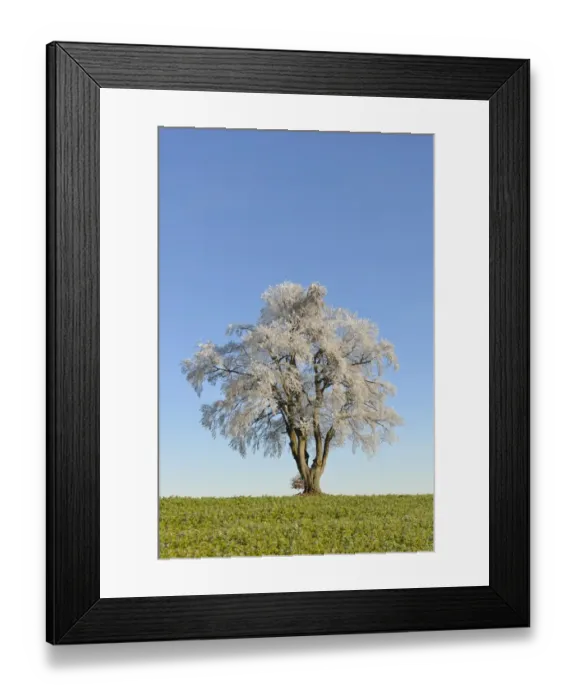 Framed Print : Black alder, European alder -Alnus glutinosa- covered with hoarfrost, Swabian Alps, Baden-Wuerttemberg, Germany, Europe Framed Print : Black alder, European alder -Alnus glutinosa- covered with hoarfrost, Swabian Alps, Baden-Wuerttemberg, Germany, Europe