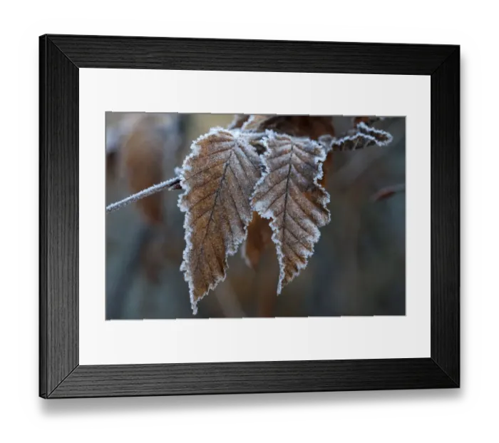 Framed Print : Hornbeam -Carpinus betulus-, first frost, Untergroeningen, Baden-Wuerttemberg, Germany, Europe Framed Print : Hornbeam -Carpinus betulus-, first frost, Untergroeningen, Baden-Wuerttemberg, Germany, Europe