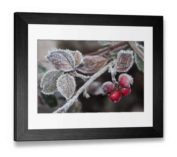 Framed Print : Cotoneaster -Cotoneaster sp. -, with the first frost on leaves and berries, Untergroeningen, Baden-Wuerttemberg, Germany, Europe Framed Print : Cotoneaster -Cotoneaster sp. -, with the first frost on leaves and berries, Untergroeningen, Baden-Wuerttemberg, Germany, Europe
