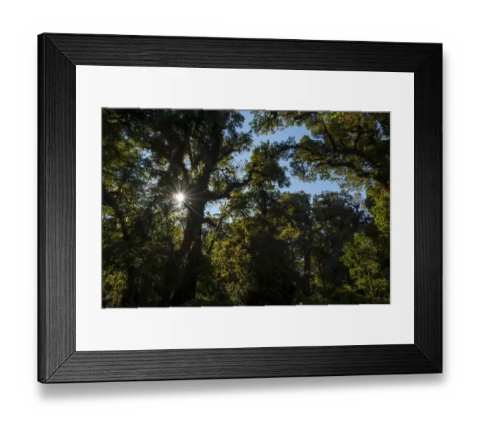 Framed Print : Backlit forest, Doi Inthanon National Park, Chiang Mai Province, Northern Thailand, Thailand, Asia