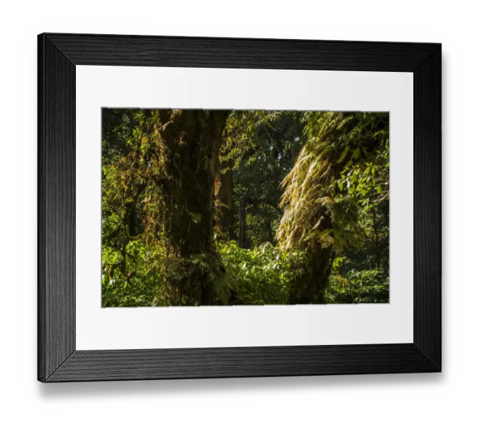 Framed Print : Forest, Doi Inthanon National Park, Chiang Mai Province, Northern Thailand, Thailand, Asia Framed Print : Forest, Doi Inthanon National Park, Chiang Mai Province, Northern Thailand, Thailand, Asia