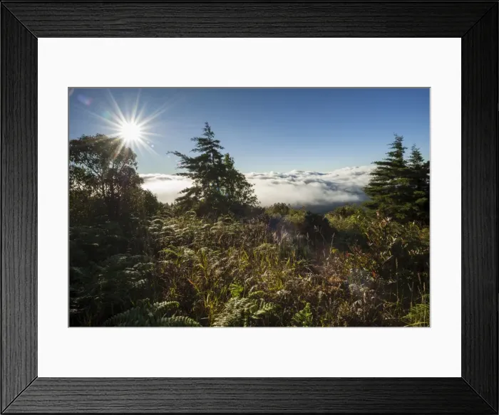Framed Print : Fog, backlit, sun, Doi Inthanon National Park, Chiang Mai Province, Northern Thailand, Thailand, Asia Framed Print : Fog, backlit, sun, Doi Inthanon National Park, Chiang Mai Province, Northern Thailand, Thailand, Asia