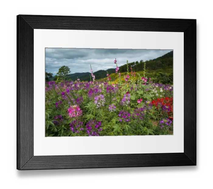 Framed Print : Flower garden, Thung Dok Bua Tong, Amphoe Khun Yuam, Mae Hong Son Province, northern Thailand, Thailand, Asia Framed Print : Flower garden, Thung Dok Bua Tong, Amphoe Khun Yuam, Mae Hong Son Province, northern Thailand, Thailand, Asia