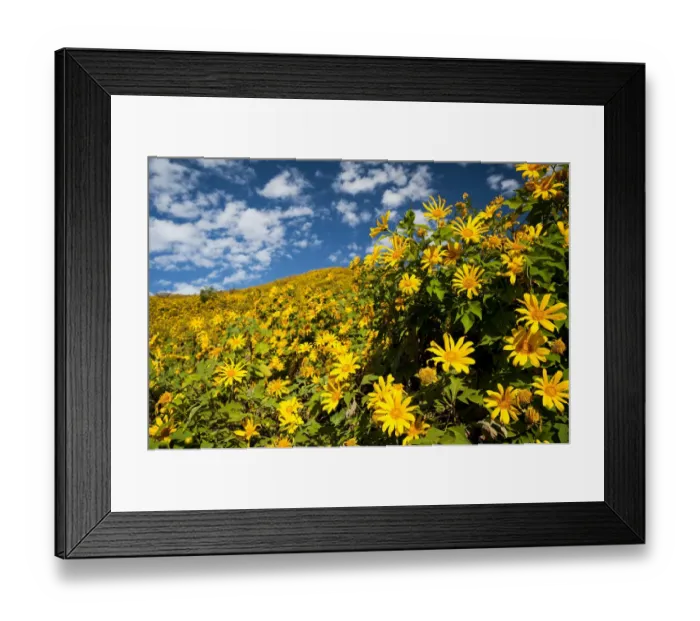 Framed Print : Tree marigold, Mexican tournesol, Mexican sunflower, Japanese sunflower or Nitobe chrysanthemum -Tithonia diversifolia-, Thung Dok Bua Tong, Amphoe Khun Yuam, Mae Hong Son Province, Northern Thailand, Thailand, Asia Framed Print : Tree marigold, Mexican tournesol, Mexican sunflower, Japanese sunflower or Nitobe chrysanthemum -Tithonia diversifolia-, Thung Dok Bua Tong, Amphoe Khun Yuam, Mae Hong Son Province, Northern Thailand, Thailand, Asia