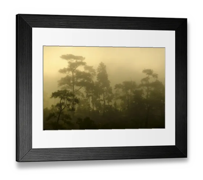 Framed Print : Misty jungle at sunrise, Pang Mapha or Soppong region, Mae Hong Son province, northern Thailand, Thailand, Asia Framed Print : Misty jungle at sunrise, Pang Mapha or Soppong region, Mae Hong Son province, northern Thailand, Thailand, Asia