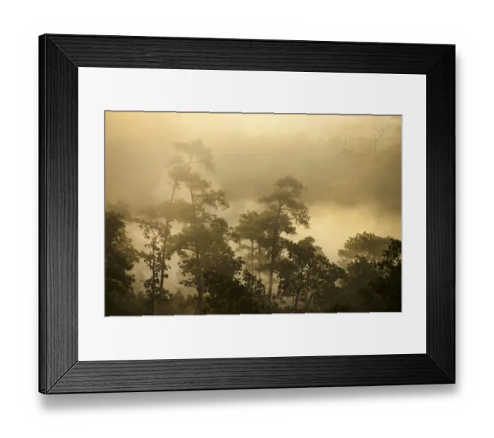 Framed Print : Misty jungle at sunrise, Pang Mapha or Soppong region, Mae Hong Son province, northern Thailand, Thailand, Asia Framed Print : Misty jungle at sunrise, Pang Mapha or Soppong region, Mae Hong Son province, northern Thailand, Thailand, Asia