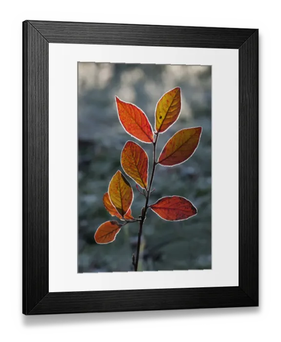 Framed Print : Red Honeysuckle -Lonicera xylosteum-, branch with a light covering of hoarfrost, Untergroeningen, Baden-Wuerttemberg, Germany, Europe