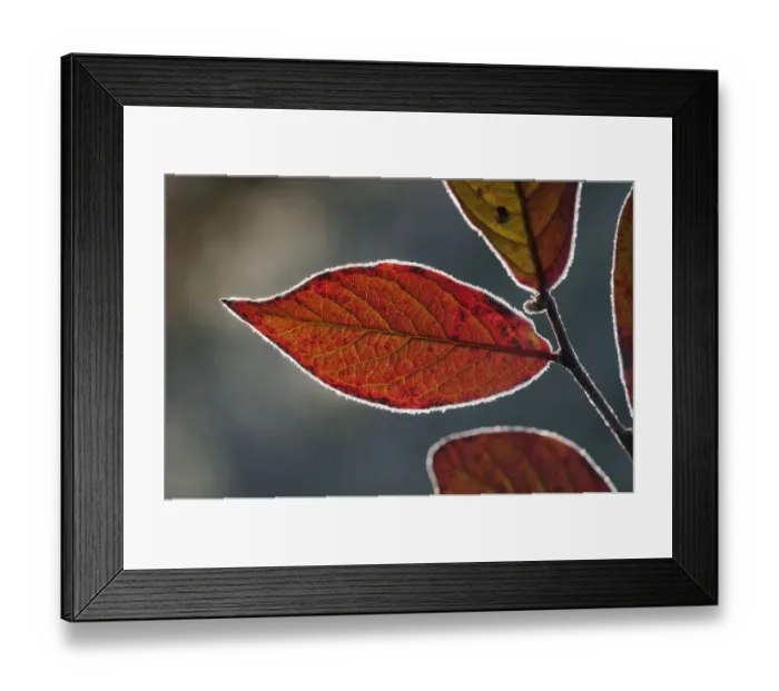 Framed Print : Red Honeysuckle -Lonicera xylosteum-, leaf with a light covering of hoarfrost, Untergroeningen, Baden-Wuerttemberg, Germany, Europe Framed Print : Red Honeysuckle -Lonicera xylosteum-, leaf with a light covering of hoarfrost, Untergroeningen, Baden-Wuerttemberg, Germany, Europe