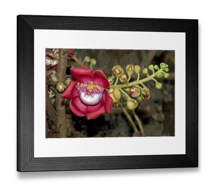 Framed Print : Shivalinga Flower, Ayahuma or Cannonball Tree -Couroupita guianensis-, Lecythidaceae, Royal Palace, Phnom Penh, Cambodia, Southeast Asia Framed Print : Shivalinga Flower, Ayahuma or Cannonball Tree -Couroupita guianensis-, Lecythidaceae, Royal Palace, Phnom Penh, Cambodia, Southeast Asia