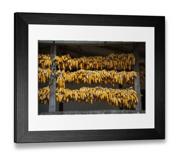 Framed Print : Corn cobs hung up to dry in a village of the Chinese minority on the border with Myanmar, Ban Rak Thai or Mae Aw, Northern Thailand, Thailand, Asia Framed Print : Corn cobs hung up to dry in a village of the Chinese minority on the border with Myanmar, Ban Rak Thai or Mae Aw, Northern Thailand, Thailand, Asia