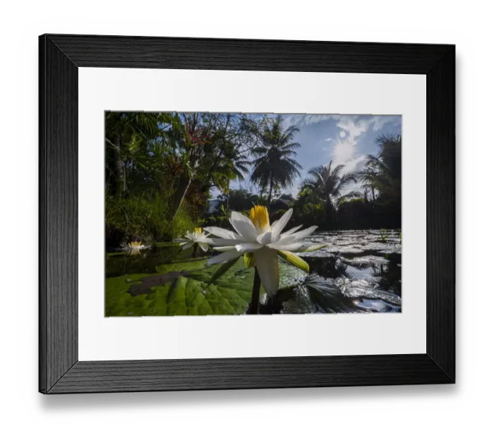 Framed Print : Lotus flowers -Nelumbo-, Northern Thailand, Thailand, Asia Framed Print : Lotus flowers -Nelumbo-, Northern Thailand, Thailand, Asia
