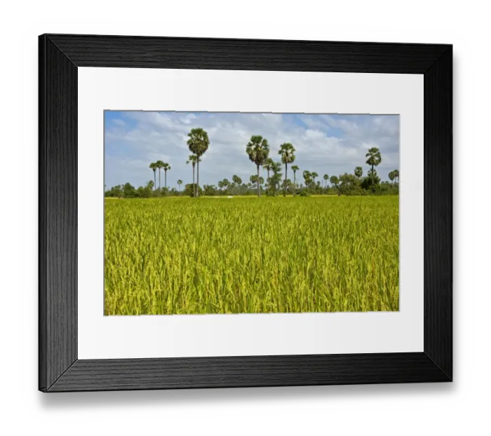 Framed Print : Rice paddy with Palmyra Palms or Toddy Palms -Borassus flabellifer-, near Pursat, Cambodia