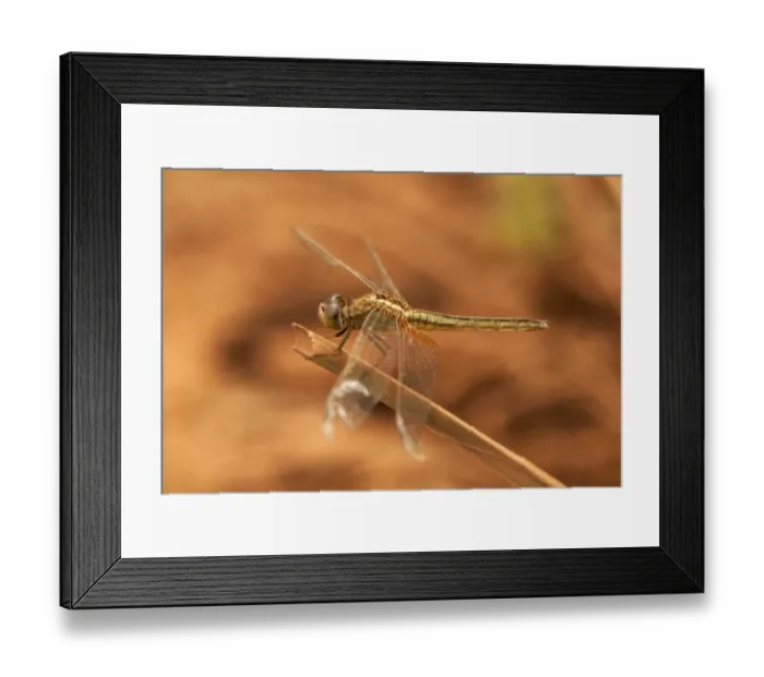 Framed Print : Dragonfly, Scarlet Skimmer or Crimson Darter -Crocothemis sevillia-, female, Battambang, Cambodia, Asia Framed Print : Dragonfly, Scarlet Skimmer or Crimson Darter -Crocothemis sevillia-, female, Battambang, Cambodia, Asia