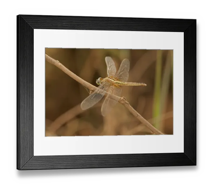 Framed Print : Scarlet skimmer, crimson darter -Crocothemis servilia-, female, Battambang, Cambodia, Southeast Asia, Asia Framed Print : Scarlet skimmer, crimson darter -Crocothemis servilia-, female, Battambang, Cambodia, Southeast Asia, Asia
