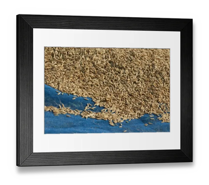 Framed Print : Unground Asian rice -Oryza sativa- spread out to dry after the harvest, Battambang, Cambodia, Southeast Asia Framed Print : Unground Asian rice -Oryza sativa- spread out to dry after the harvest, Battambang, Cambodia, Southeast Asia