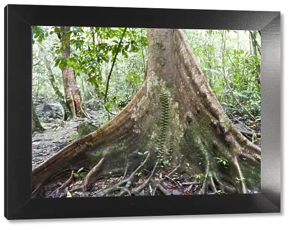Jungle, tree trunk, buttress roots with climber, bei Tham Nam Thalu, Khao Sok Nationalpark, Provinz Surat Thani, Thailand