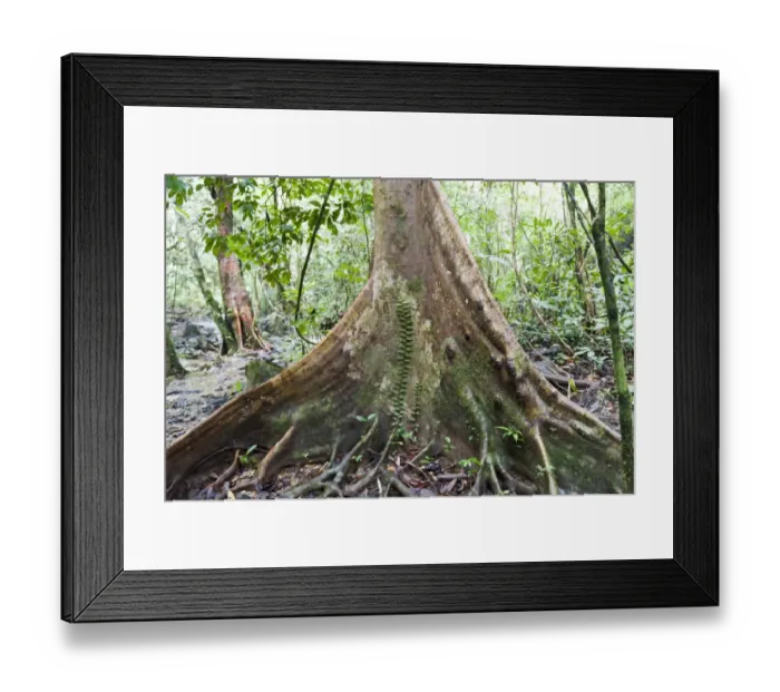 Framed Print : Jungle, tree trunk, buttress roots with climber, bei Tham Nam Thalu, Khao Sok Nationalpark, Provinz Surat Thani, Thailand Framed Print : Jungle, tree trunk, buttress roots with climber, bei Tham Nam Thalu, Khao Sok Nationalpark, Provinz Surat Thani, Thailand