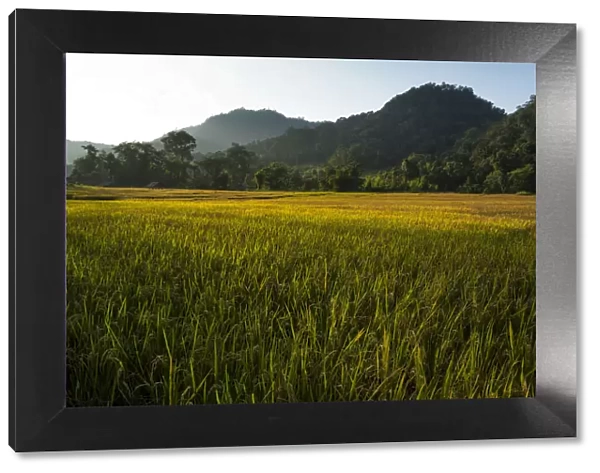Paddy fields, Pang Mapha or Soppong region, Mae Hong Son province, northern Thailand, Thailand, Asia