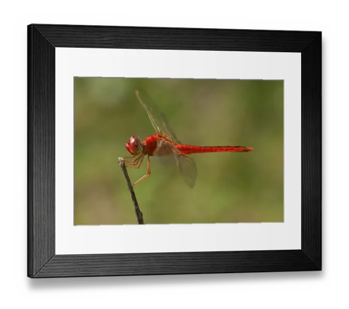 Framed Print : Scarlet skimmer, crimson darter -Crocothemis servilia-, male, Battambang, Cambodia, Southeast Asia, Asia