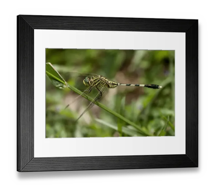 Framed Print : Slender skimmer, green marsh hawk -Orthetrum sabina-, male, Siem Reap, Cambodia, Southeast Asia, Asia Framed Print : Slender skimmer, green marsh hawk -Orthetrum sabina-, male, Siem Reap, Cambodia, Southeast Asia, Asia