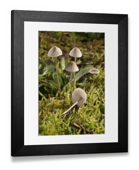 Framed Print : Mycena metata mushrooms, Untergroeningen, Baden-Wuerttemberg, Germany, Europe Framed Print : Mycena metata mushrooms, Untergroeningen, Baden-Wuerttemberg, Germany, Europe