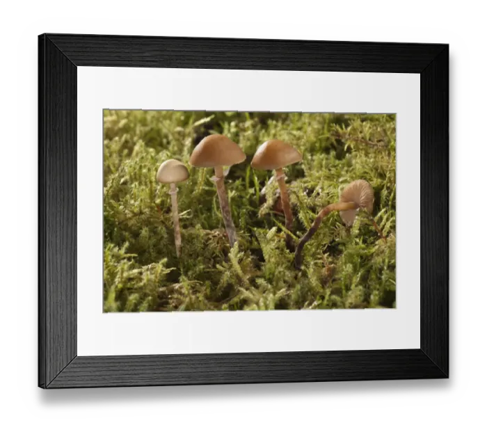 Framed Print : Conocybe teneroides mushrooms, Untergroeningen, Baden-Wuerttemberg, Germany, Europe Framed Print : Conocybe teneroides mushrooms, Untergroeningen, Baden-Wuerttemberg, Germany, Europe