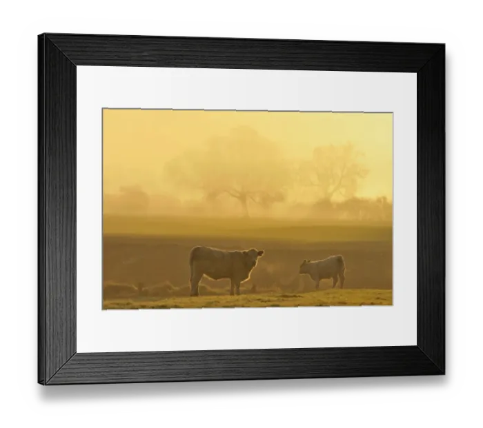 Framed Print : Cow and calf on pasture at dawn, North Rhine-Westphalia, Germany