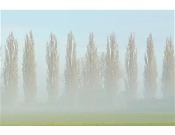 Row of poplars -Populus nigra italica- in the fog, Rheinberg, Lower Rhine region, North Rhine-Westphalia, Germany