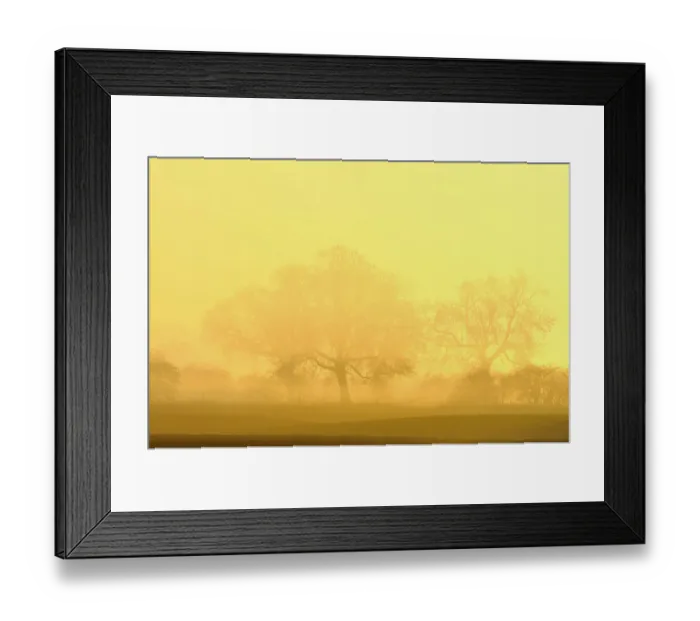 Framed Print : Trees in fog at sunrise, Rheinberg, Lower Rhine region, North Rhine-Westphalia, Germany