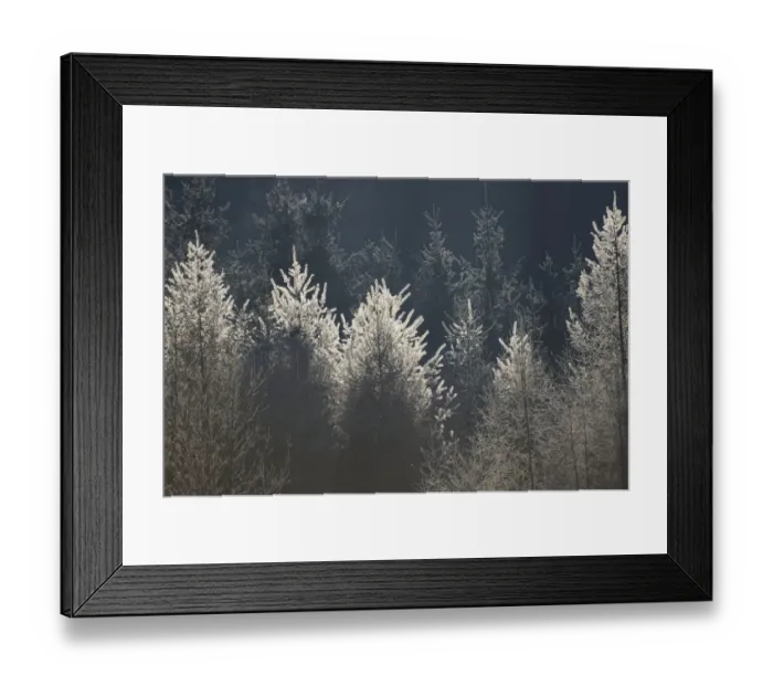 Framed Print : Larches with hoarfrost, backlit, Bavarian State Forest near Raubling, Bavaria, Germany, Europe