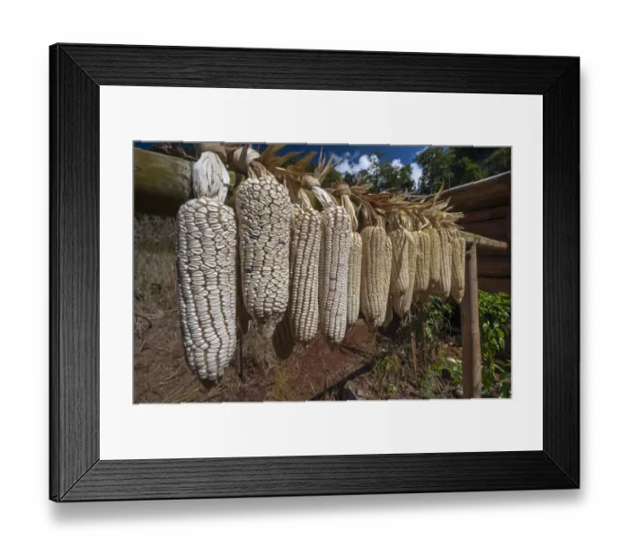 Framed Print : Maize or Corn -Zea mays-, hung out to dry, Soppong or Pang Mapha area, Northern Thailand, Thailand, Asia Framed Print : Maize or Corn -Zea mays-, hung out to dry, Soppong or Pang Mapha area, Northern Thailand, Thailand, Asia