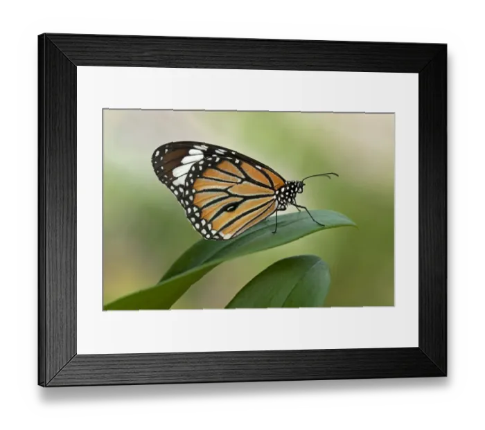 Framed Print : Monarch Butterfly -Danaus plexippus-, Phuket, Thailand, Asia Framed Print : Monarch Butterfly -Danaus plexippus-, Phuket, Thailand, Asia