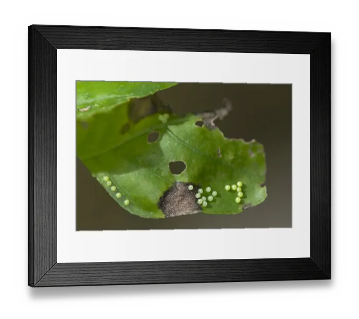 Framed Print : Clutch of a great eggfly, blue moon butterfly -Hypolimnas bolina-, Phuket, Thailand, Southeast Asia, Asia Framed Print : Clutch of a great eggfly, blue moon butterfly -Hypolimnas bolina-, Phuket, Thailand, Southeast Asia, Asia