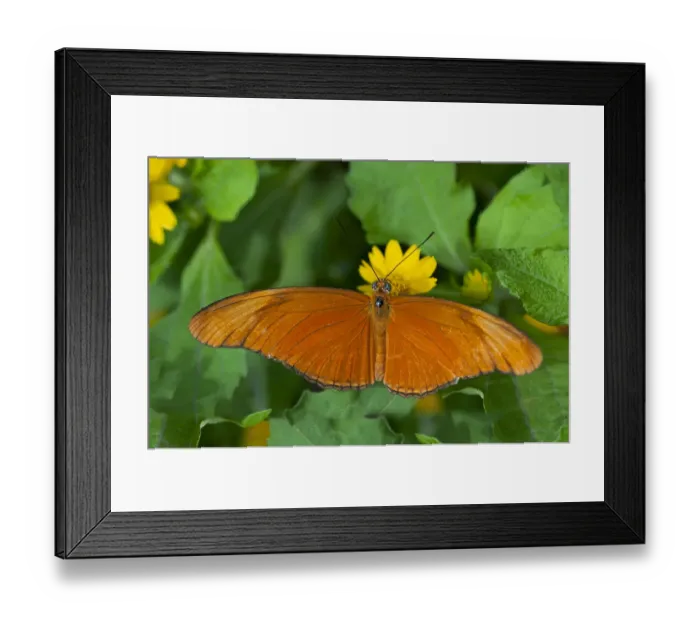 Framed Print : Julia Butterfly, Julia heliconian -Dryas iulia-, Phuket, Thailand, Southeast Asia, Asia Framed Print : Julia Butterfly, Julia heliconian -Dryas iulia-, Phuket, Thailand, Southeast Asia, Asia