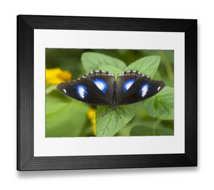 Framed Print : Great eggfly, blue moon butterfly -Hypolimnas bolina-, male, Phuket, Thailand, Southeast Asia, Asia