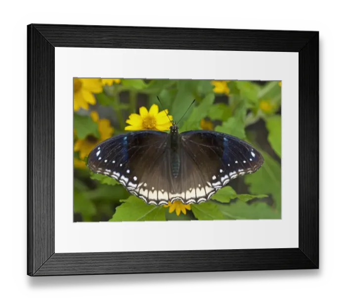 Framed Print : Great eggfly, blue moon butterfly -Hypolimnas bolina-, female, Phuket, Thailand, Southeast Asia, Asia Framed Print : Great eggfly, blue moon butterfly -Hypolimnas bolina-, female, Phuket, Thailand, Southeast Asia, Asia