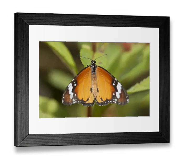 Framed Print : Plain tiger, African monarch -Danaus chrysippus-, tropical butterfly, Phuket, Thailand, Southeast Asia, Asia Framed Print : Plain tiger, African monarch -Danaus chrysippus-, tropical butterfly, Phuket, Thailand, Southeast Asia, Asia