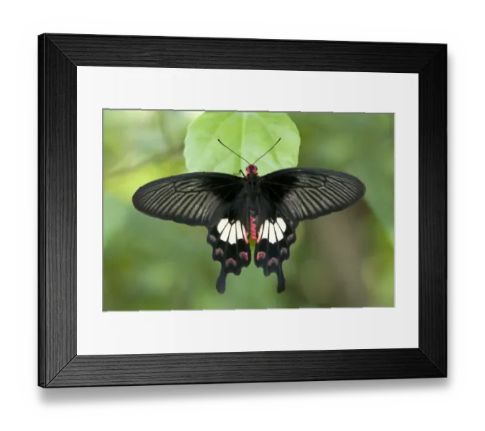 Framed Print : Common rose -Pachliopta aristolochiae-, tropical butterfly, Phuket, Thailand, Southeast Asia, Asia Framed Print : Common rose -Pachliopta aristolochiae-, tropical butterfly, Phuket, Thailand, Southeast Asia, Asia