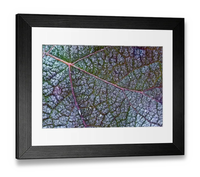 Framed Print : Oakleaf Hydrangea or Oak-leaved Hydrangea -Hydrangea quercifolia- with hoarfrost Framed Print : Oakleaf Hydrangea or Oak-leaved Hydrangea -Hydrangea quercifolia- with hoarfrost