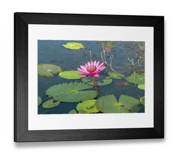 Framed Print : Pink water lilly, Cambodia, Southeast Asia Framed Print : Pink water lilly, Cambodia, Southeast Asia