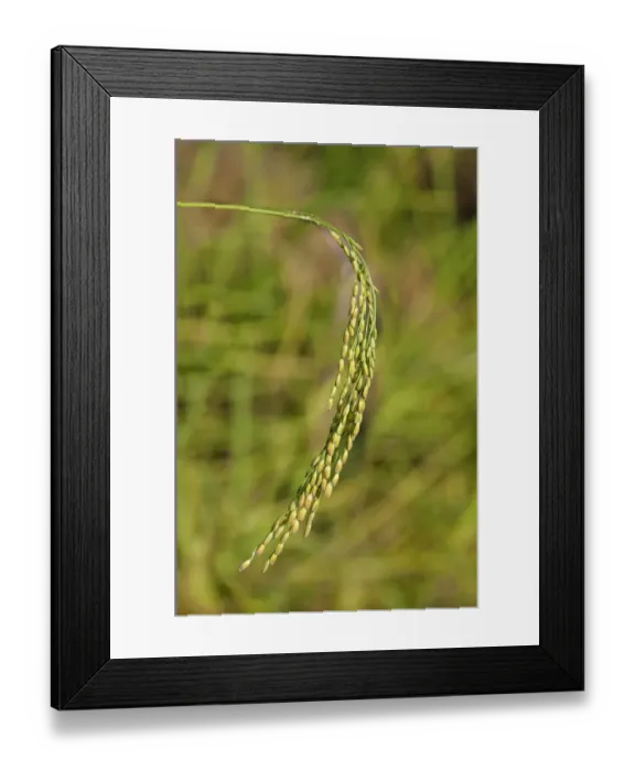 Framed Print : Ripe ear of a rice plant -Oryza sativa-, Siem Reap, Cambodia, Southeast Asia Framed Print : Ripe ear of a rice plant -Oryza sativa-, Siem Reap, Cambodia, Southeast Asia
