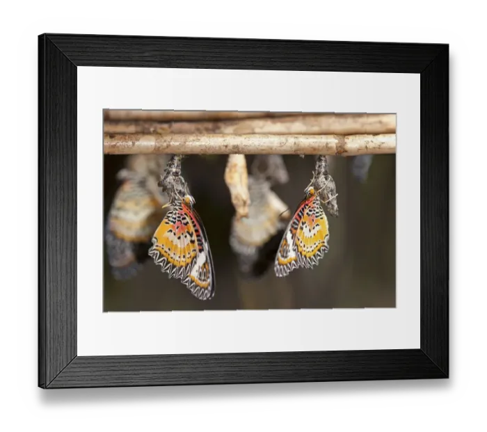 Framed Print : Newly emerged butterflies of the genus Cethosia, Siem Reap, Cambodia, Southeast Asia, Asia Framed Print : Newly emerged butterflies of the genus Cethosia, Siem Reap, Cambodia, Southeast Asia, Asia
