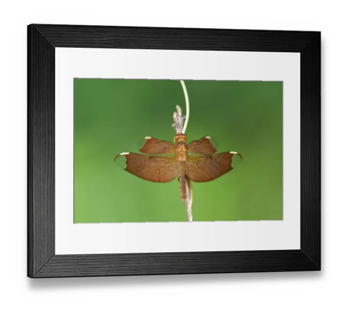 Framed Print : Fulvous Forest Skimmer -Neurothemis fulvia-, female, Siem Reap, Cambodia, Southeast Asia, Asia Framed Print : Fulvous Forest Skimmer -Neurothemis fulvia-, female, Siem Reap, Cambodia, Southeast Asia, Asia