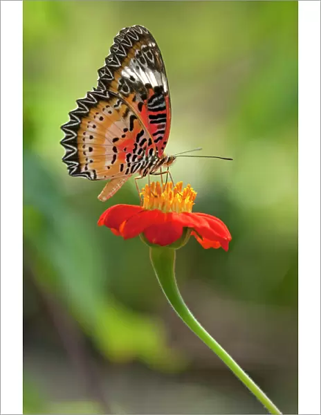 Lacewing -Cethosia- drinking nectar from a flower, Siem Reap, Cambodia, Southeast Asia, Asia