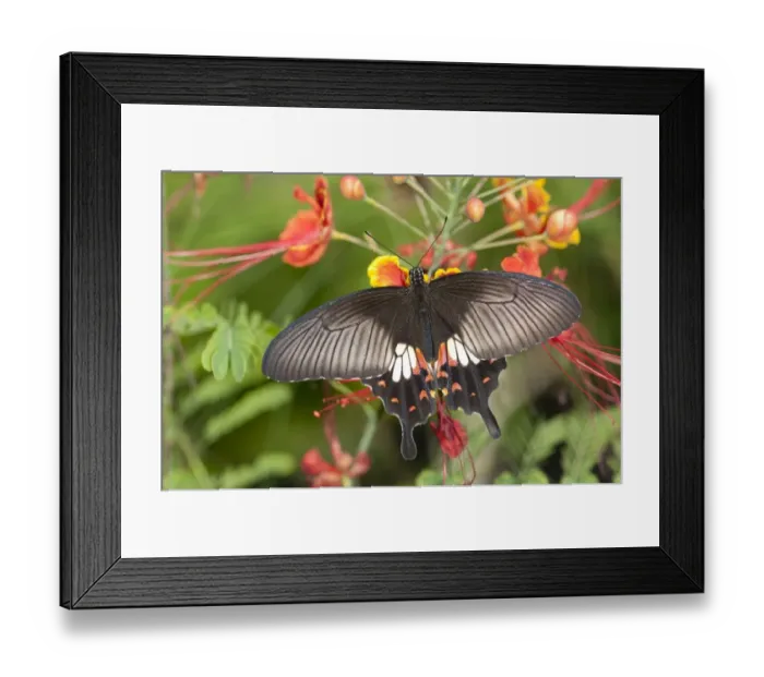 Framed Print : Great mormon -Papilio memnon-, tropical butterfly, Phuket, Thailand, Southeast Asia, Asia Framed Print : Great mormon -Papilio memnon-, tropical butterfly, Phuket, Thailand, Southeast Asia, Asia