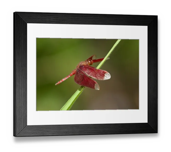 Framed Print : Fulvous forest skimmer -Neurothemis fulvia-, male, Siem Reap, Cambodia, Southeast Asia, Asia Framed Print : Fulvous forest skimmer -Neurothemis fulvia-, male, Siem Reap, Cambodia, Southeast Asia, Asia