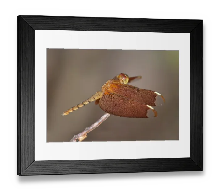 Framed Print : Fulvous forest skimmer -Neurothemis fulvia-, female, Siem Reap, Cambodia, Southeast Asia, Asia Framed Print : Fulvous forest skimmer -Neurothemis fulvia-, female, Siem Reap, Cambodia, Southeast Asia, Asia