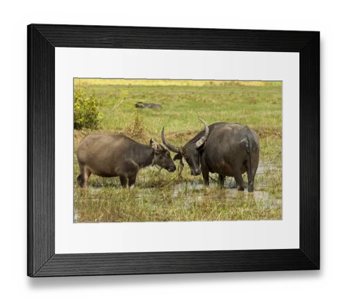 Framed Print : Water buffalo cow -Bubalus arnee- with calf on a pasture, Cambodia, Southeast Asia Framed Print : Water buffalo cow -Bubalus arnee- with calf on a pasture, Cambodia, Southeast Asia